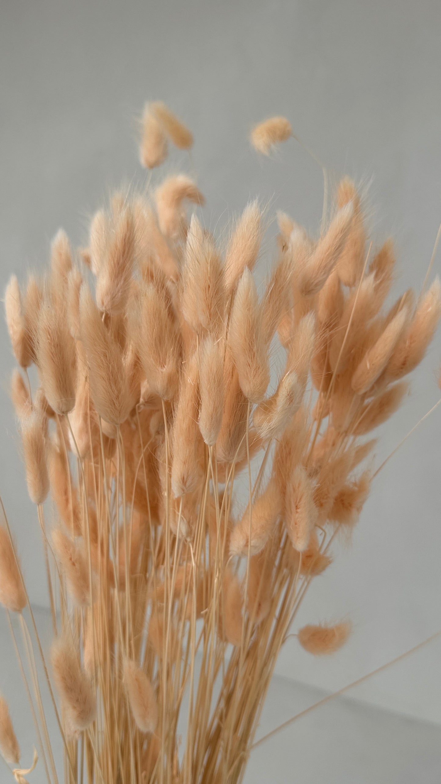 Lagurus zalmroze