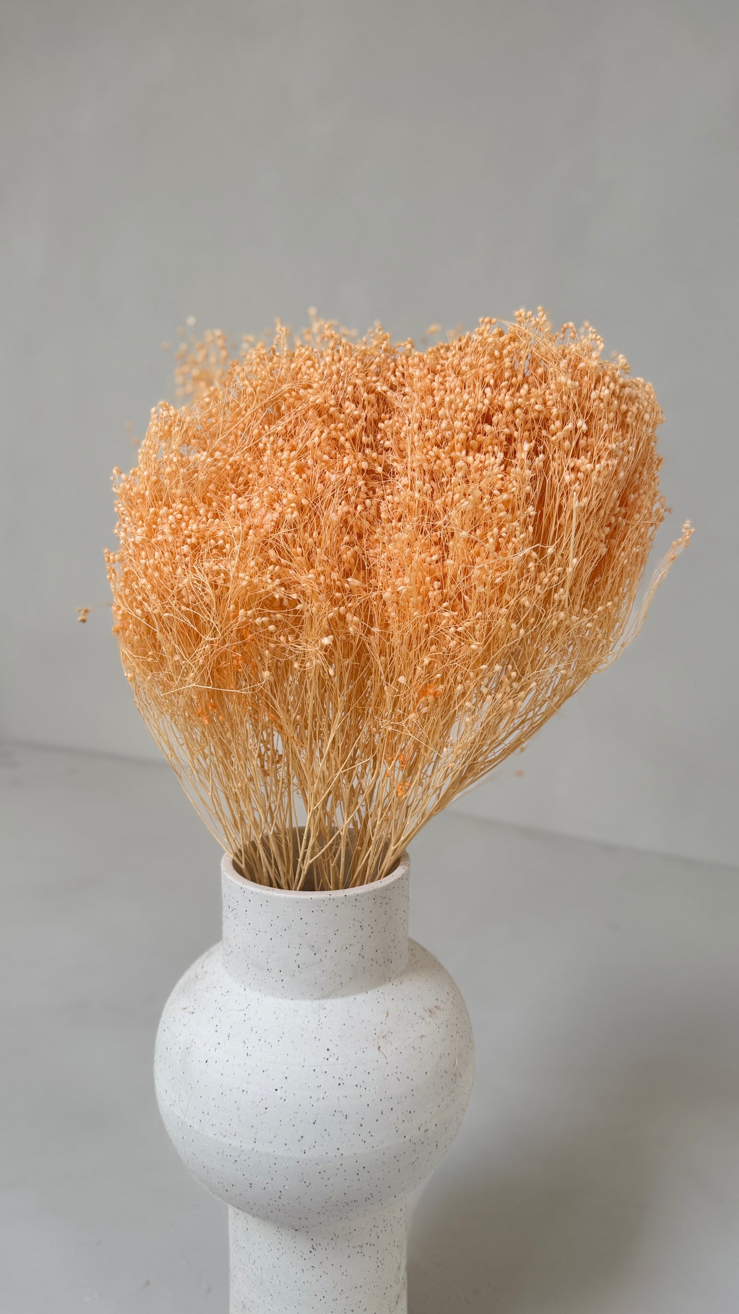 Broom bloom zalmroze