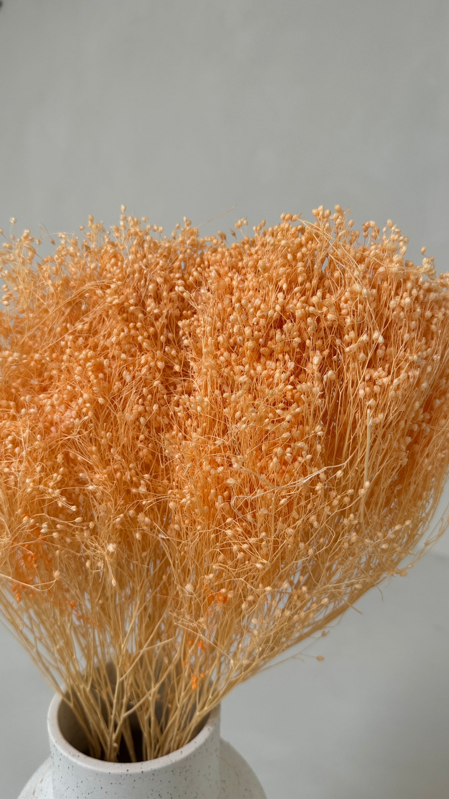 Broom bloom zalmroze