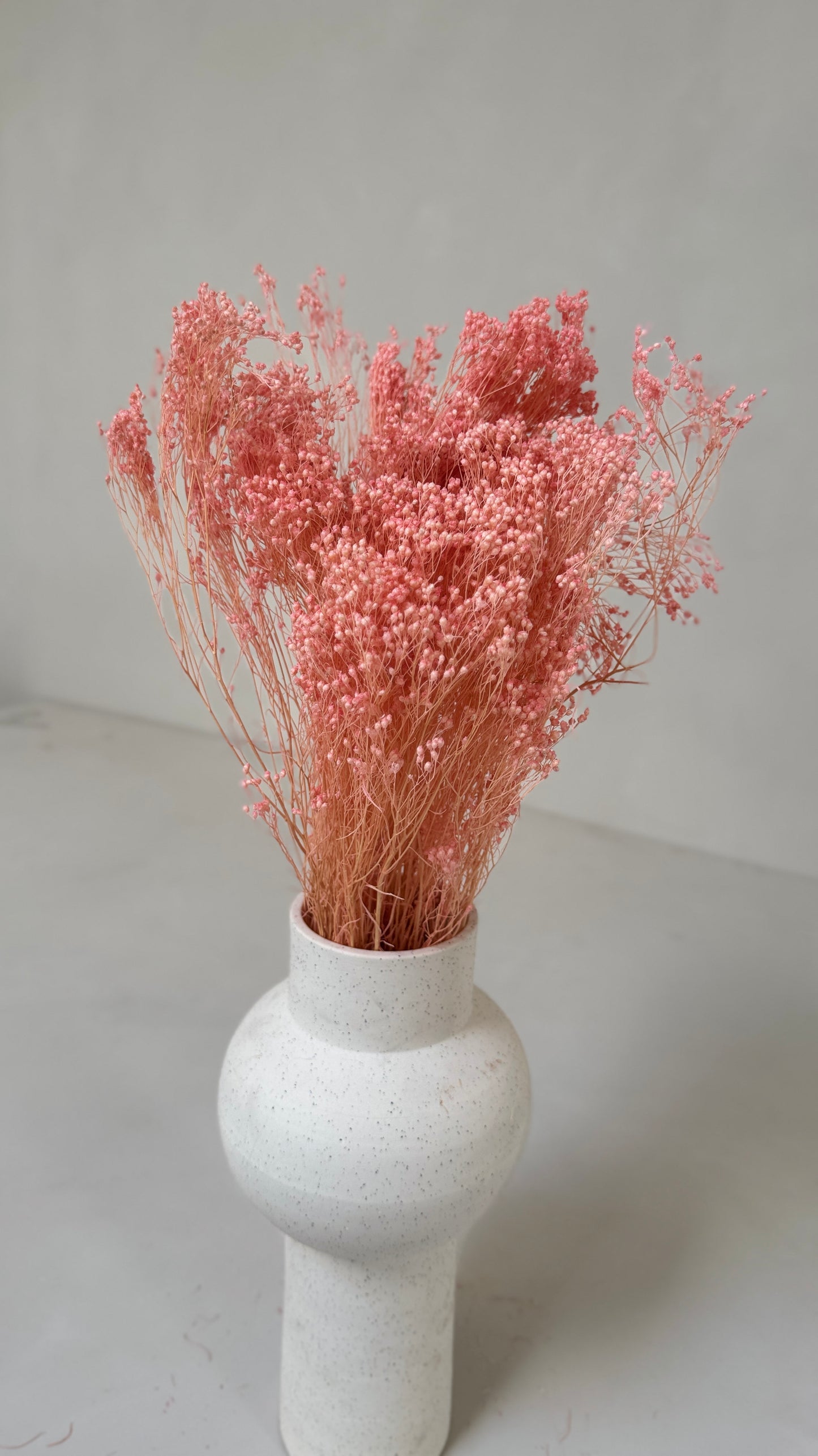 Broom bloom roze