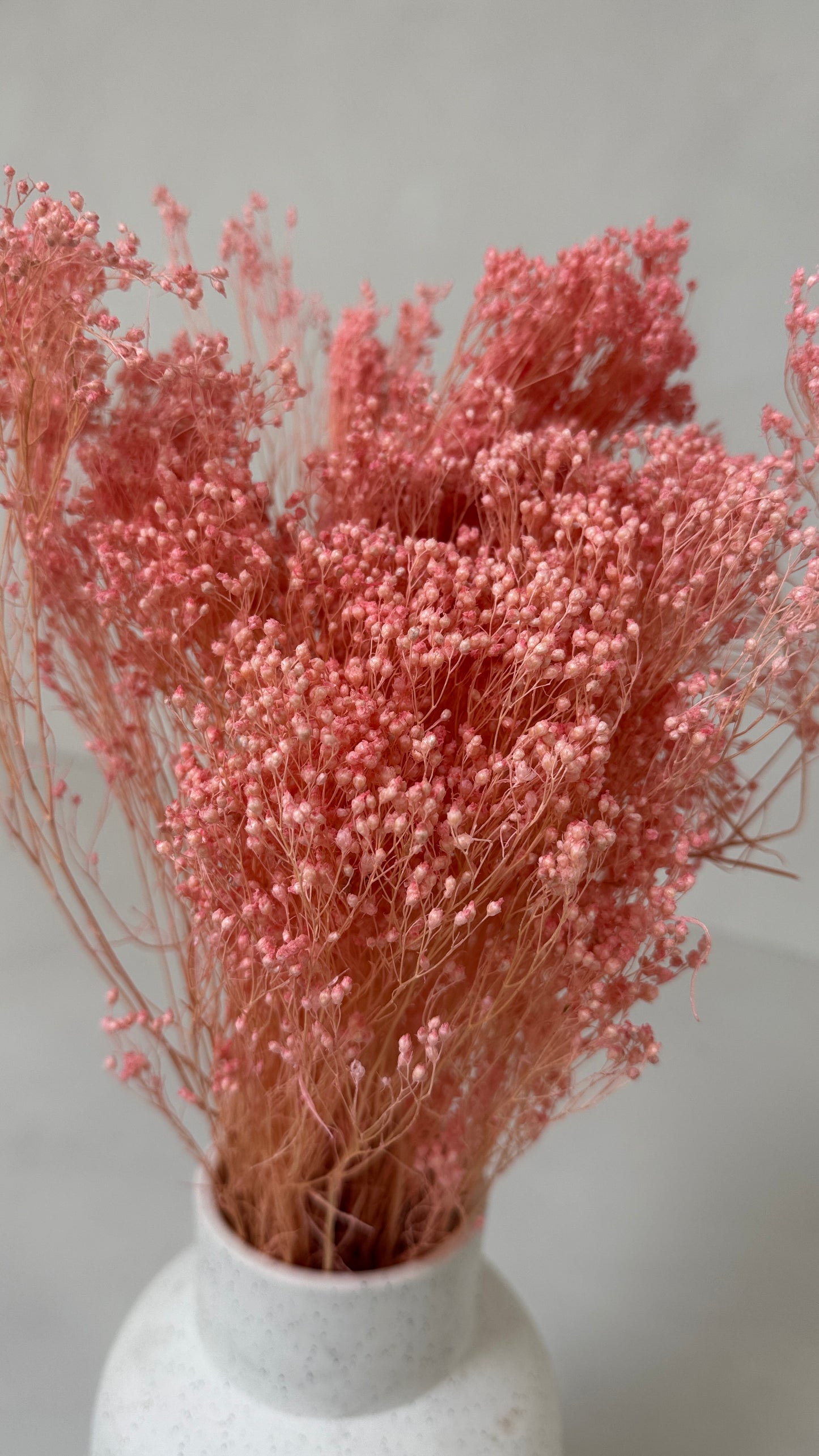 Broom bloom roze
