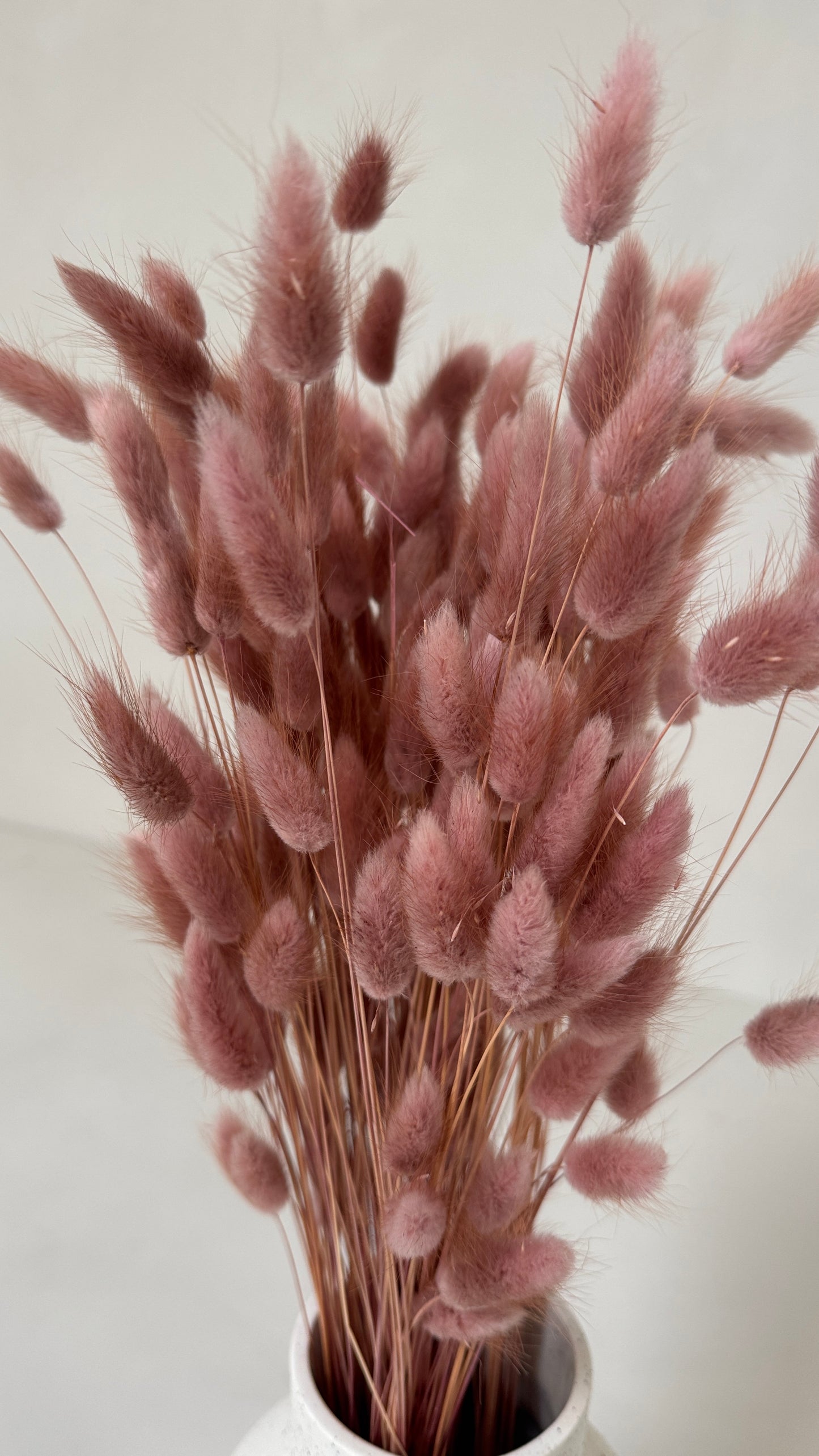 Lagurus oudroze