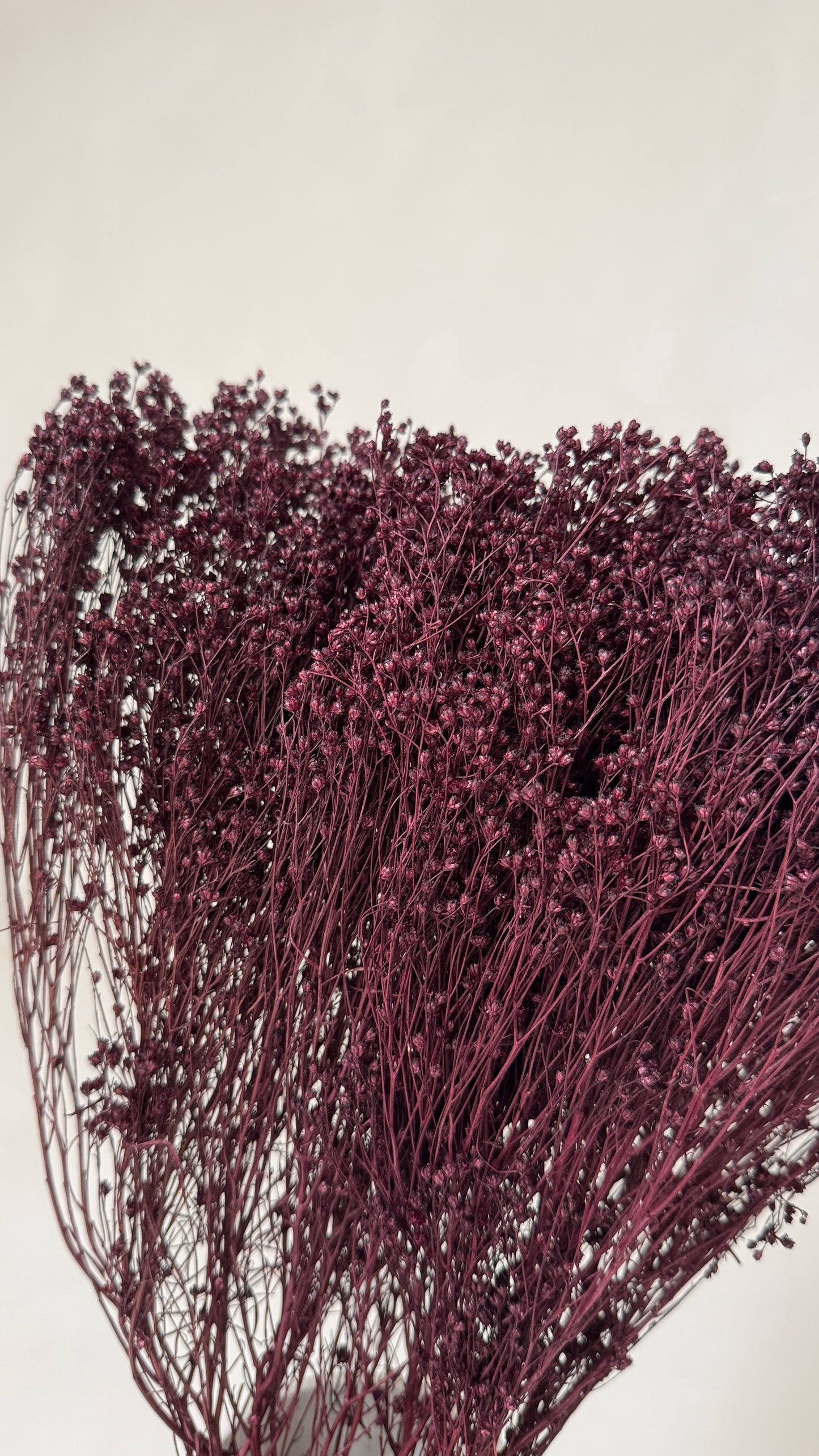 Broom bloom pruim