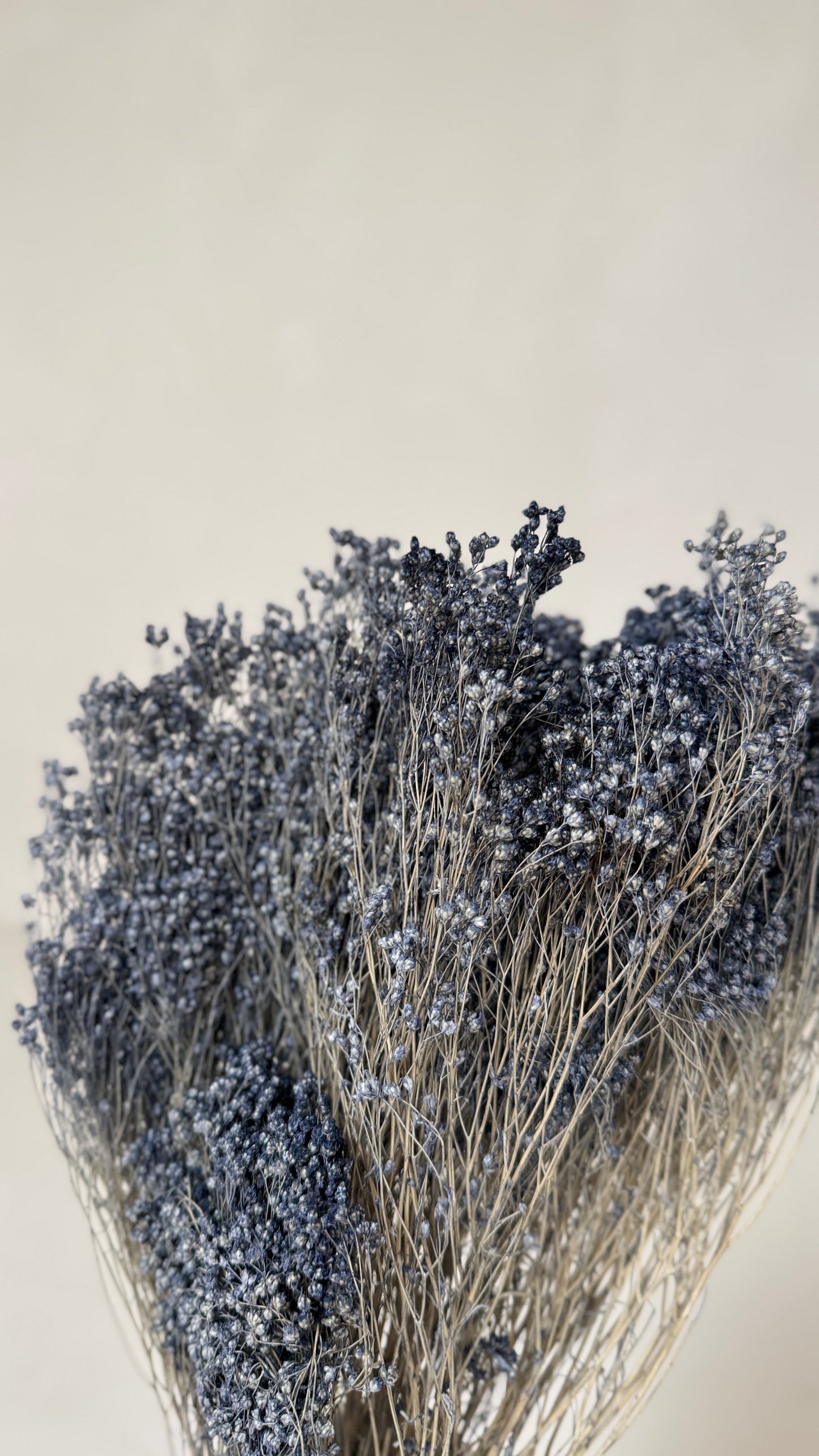 Broom bloom grijsblauw