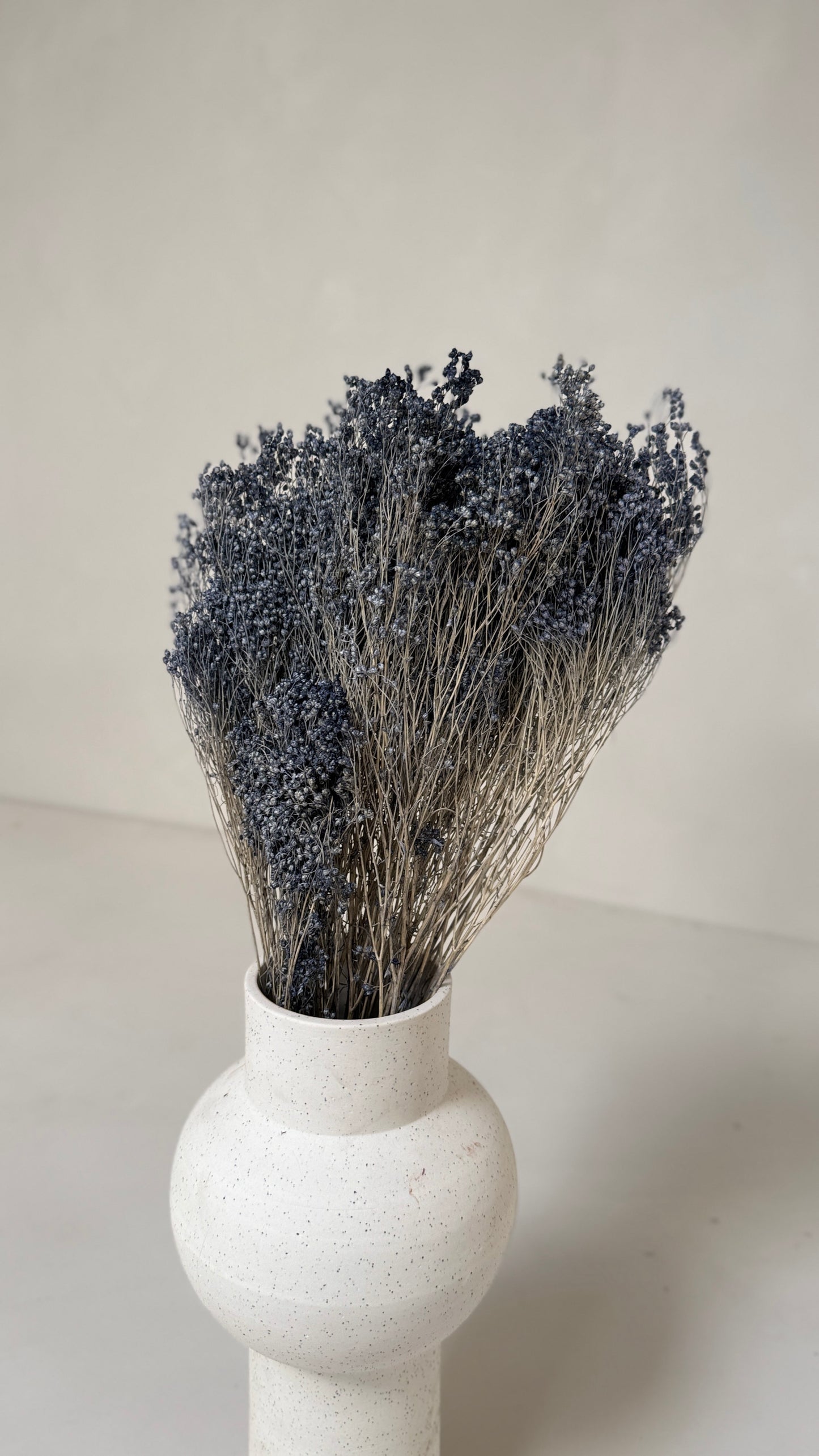 Broom bloom grijsblauw