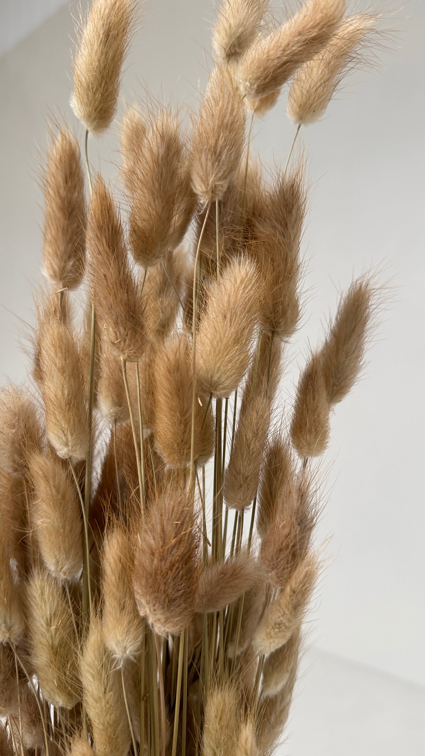 Lagurus naturel