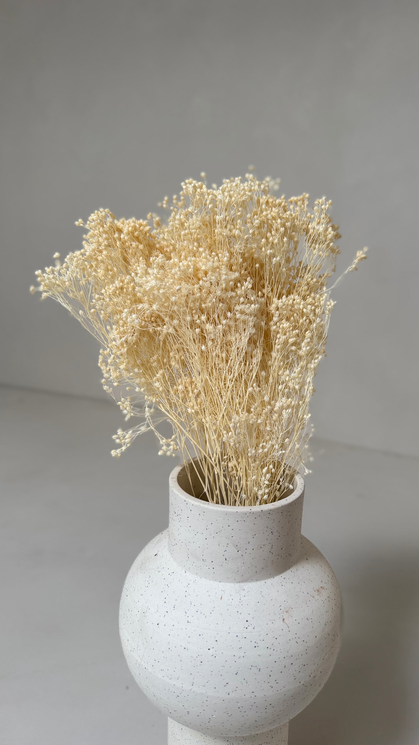 Broom bloom wit