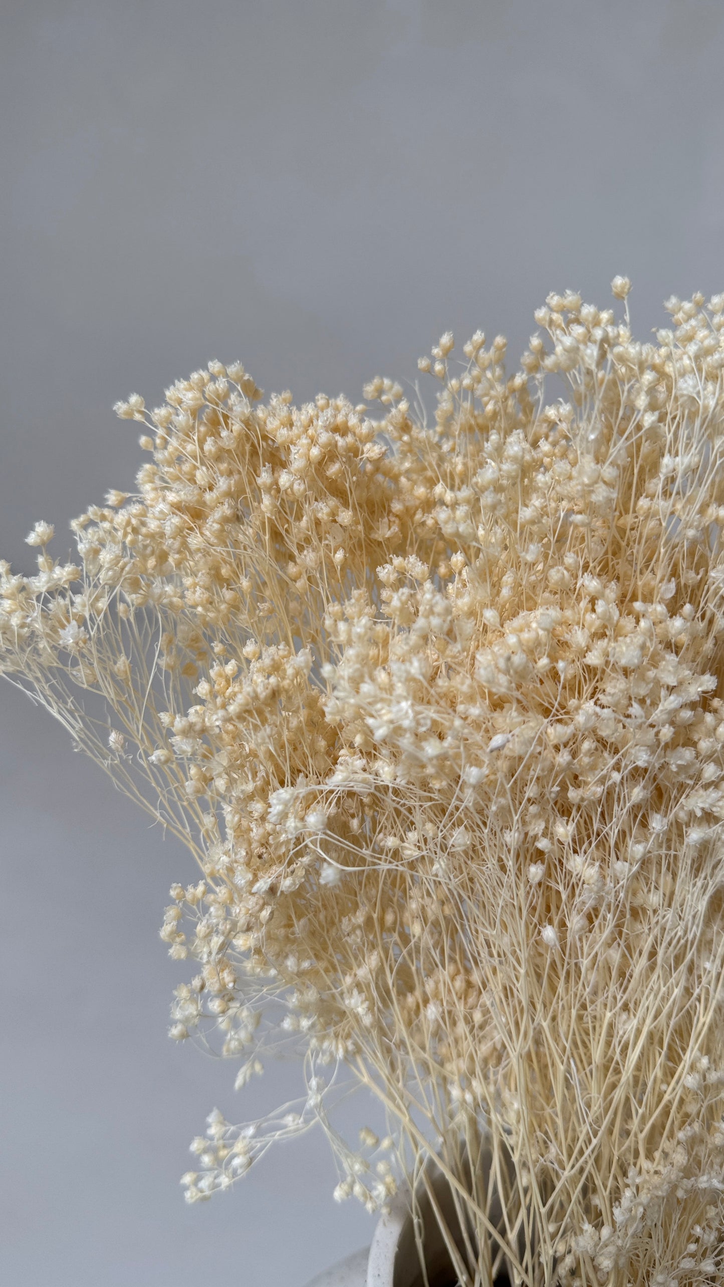 Broom bloom wit