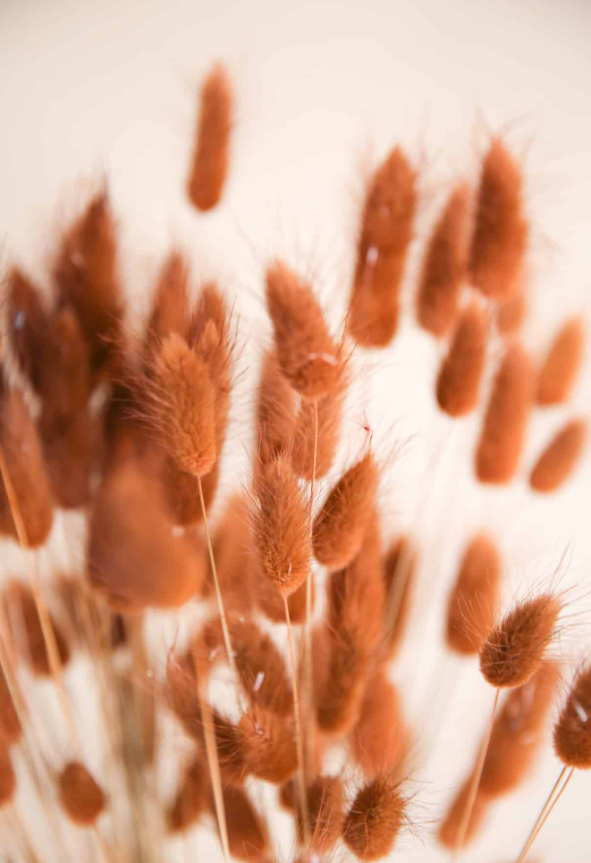 Droogbloemen lagurus terracotta