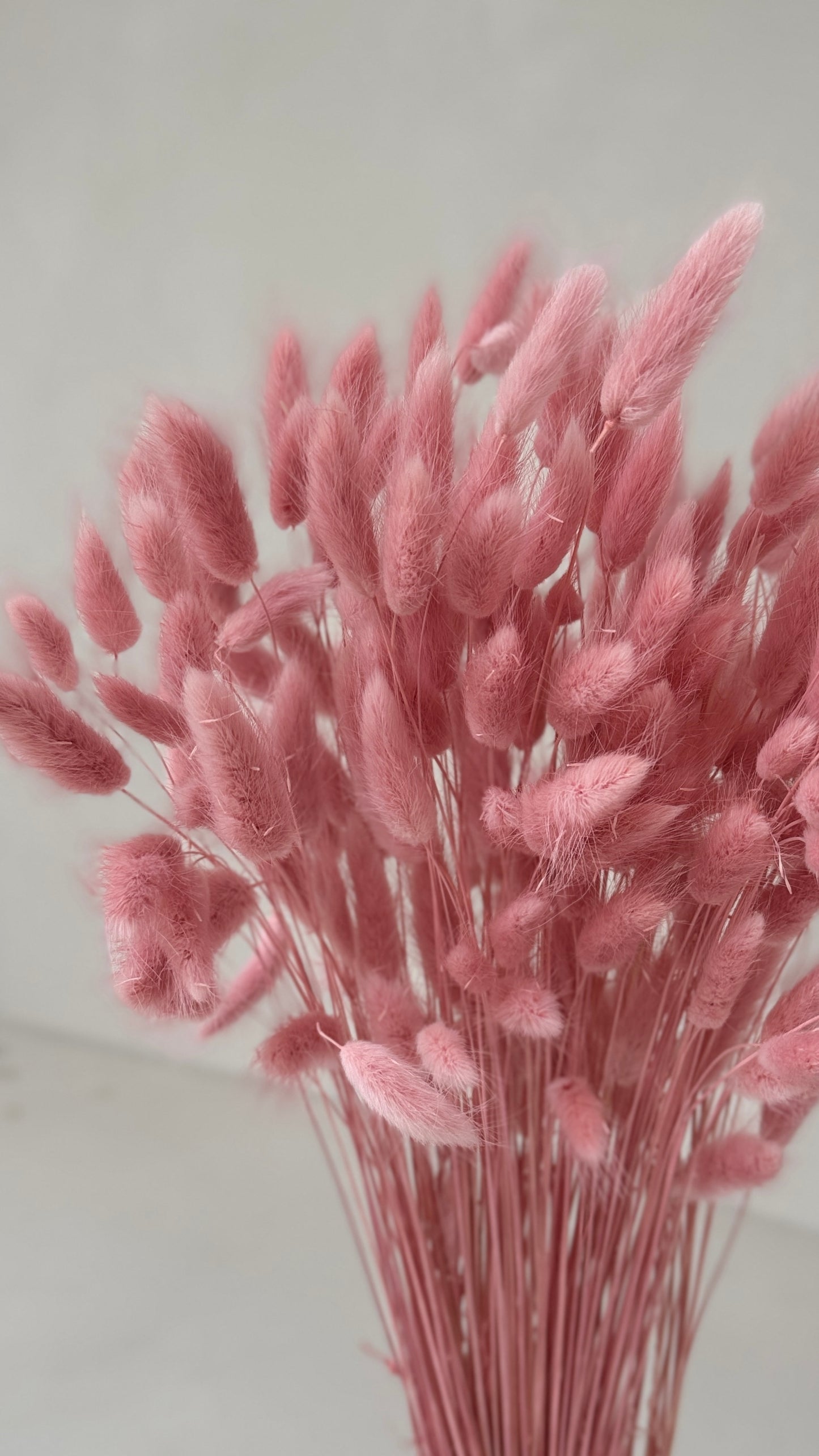 Lagurus roze
