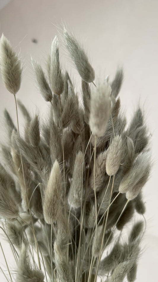 Lagurus saliegroen