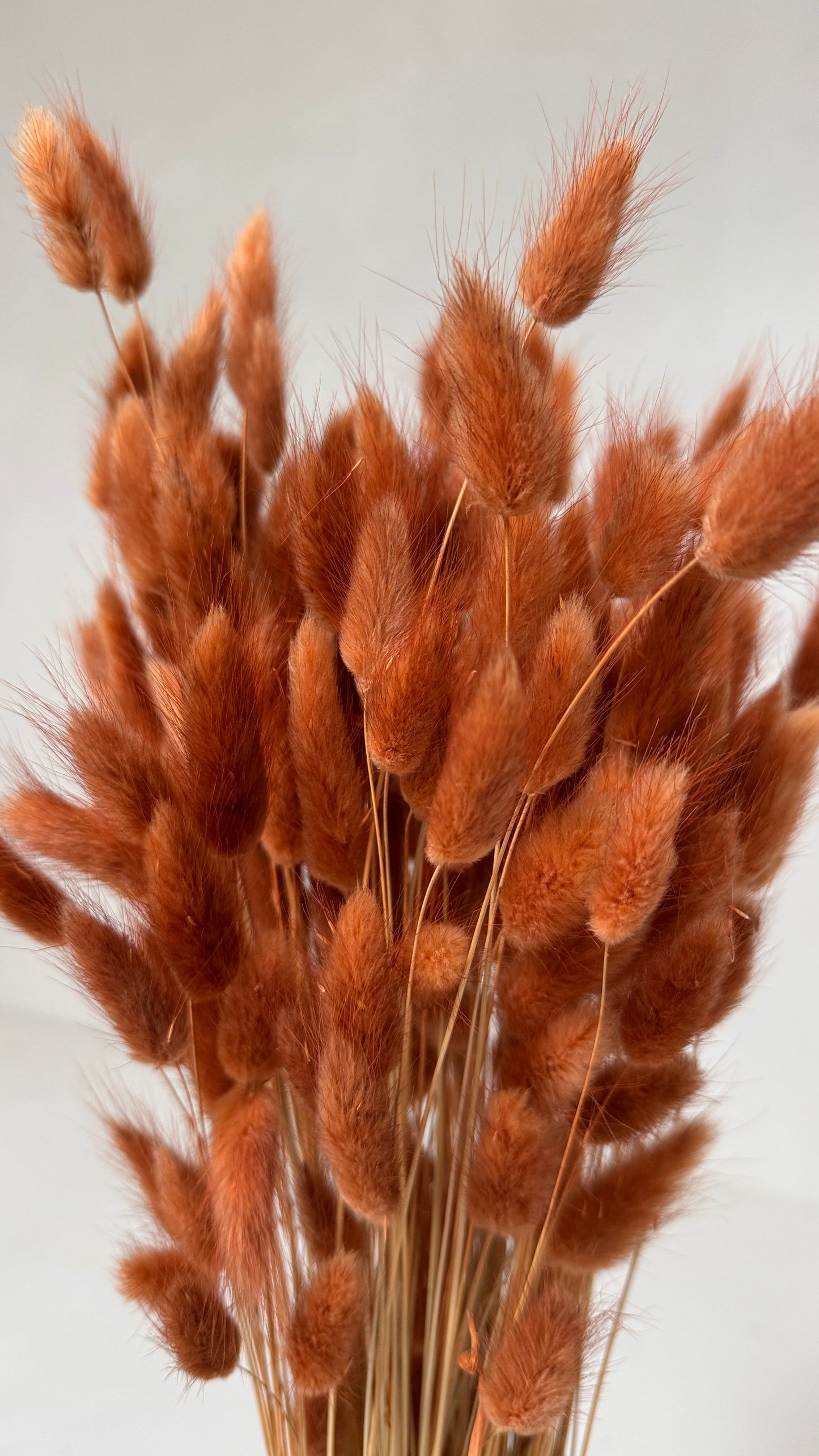 Lagurus terracotta