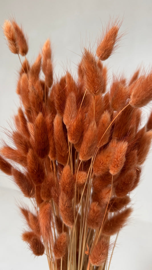 Lagurus terracotta